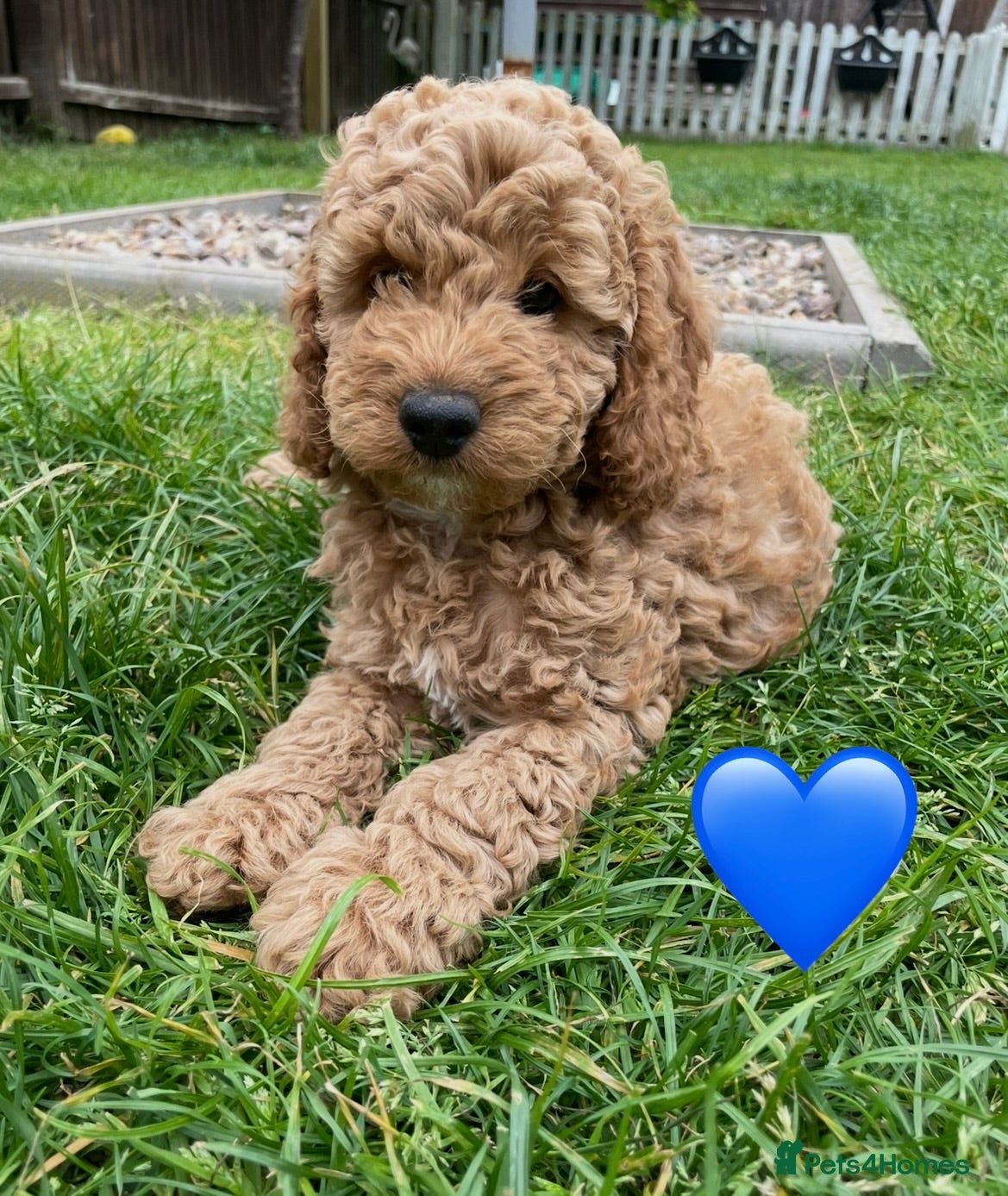 Cockapoo dogs Ready Now! Cockapoo Puppies 🐾 - Advert 5