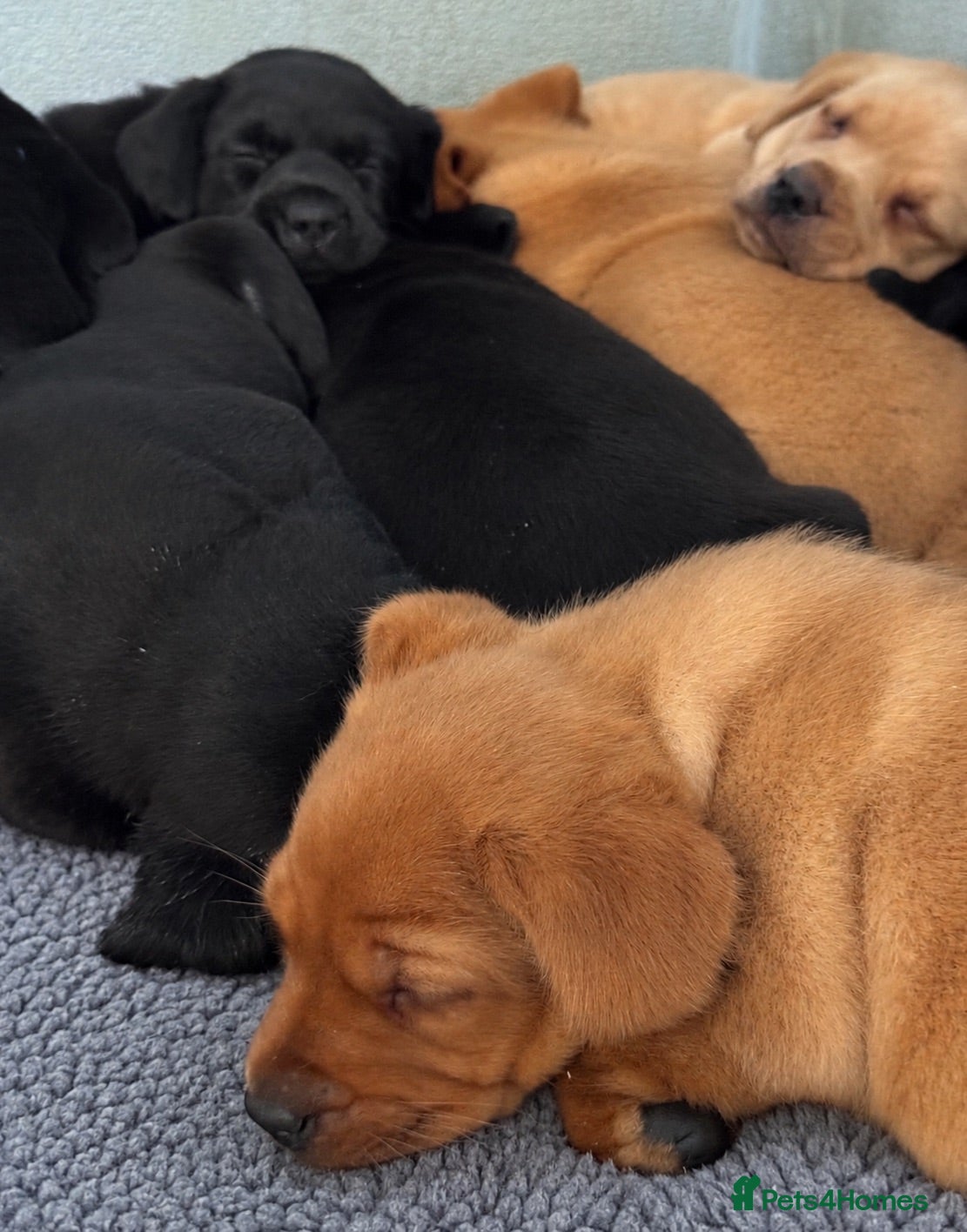 Labrador Retriever dogs Fully Health tested parents, KC, Black & Fox Red  - Advert 1