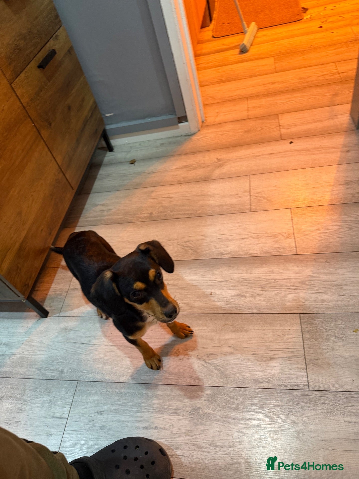 Jack Russell dogs Daisy the Jack Russell  - Advert 2