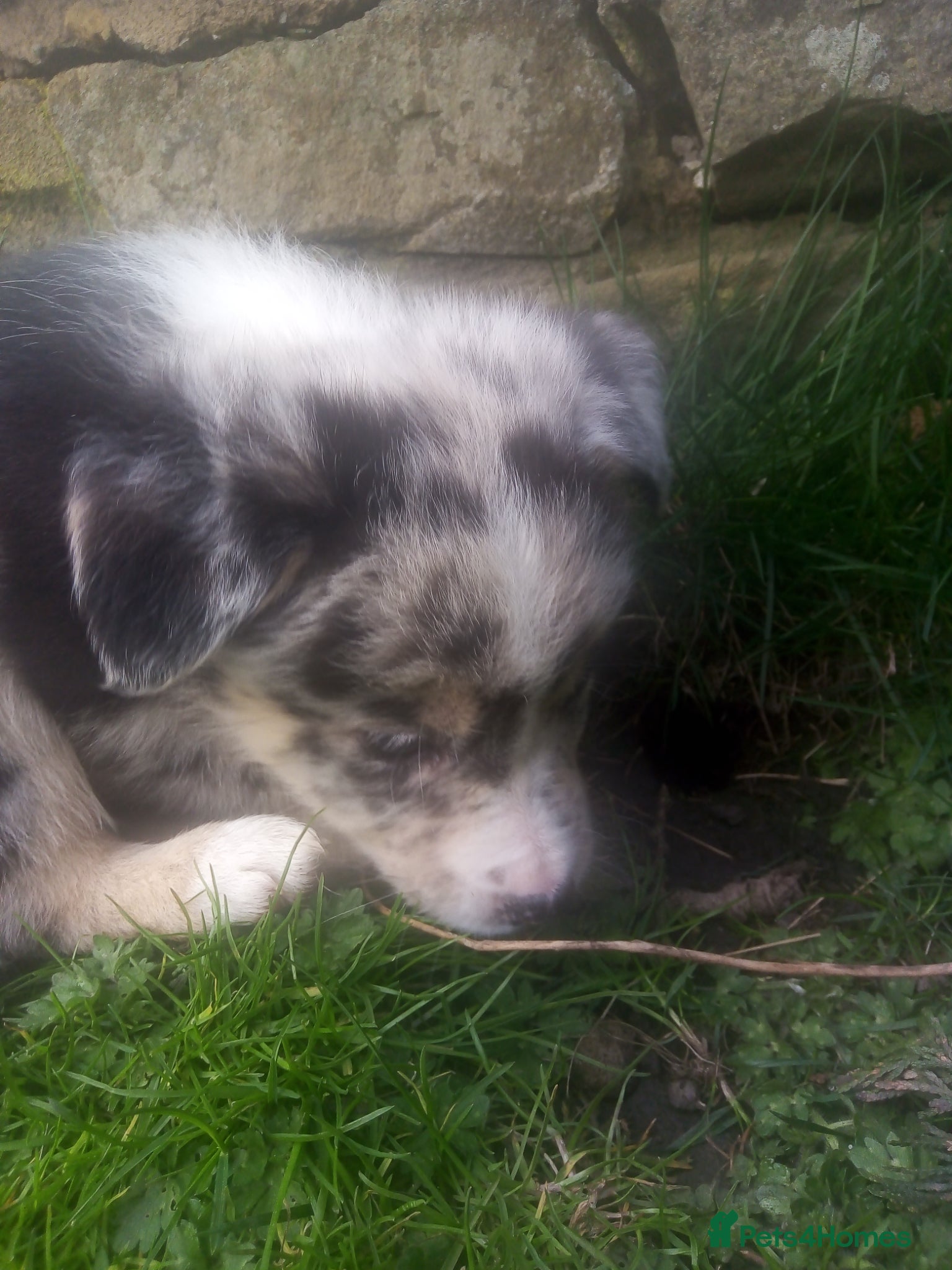 Mixed Breed dogs Blue Merle Bearded Border Collies - Advert 18
