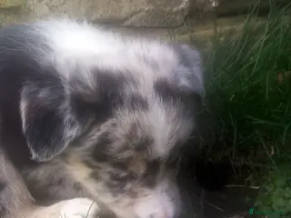 Mixed Breed dogs Blue Merle Bearded Border Collies - Advert 18