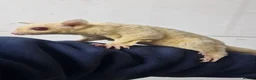 Sugar Glider rodents for sale: Pair of sugar rarest ruby leu sugar gliders  - Advert 4