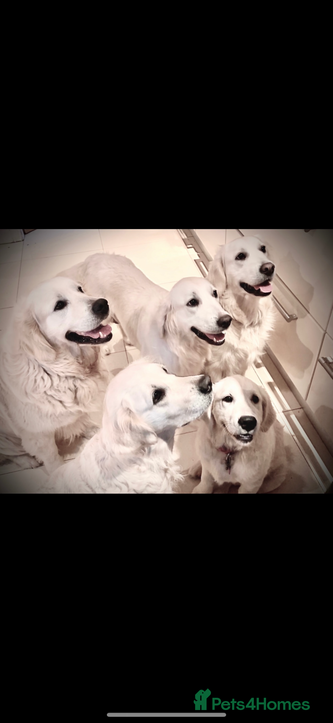 Golden Retriever dogs for sale: Cream Golden Retriever Puppy Health Tested Parents in Blackpool - Image 22