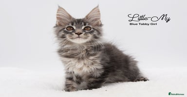 Maine Coon cats - Advert 16