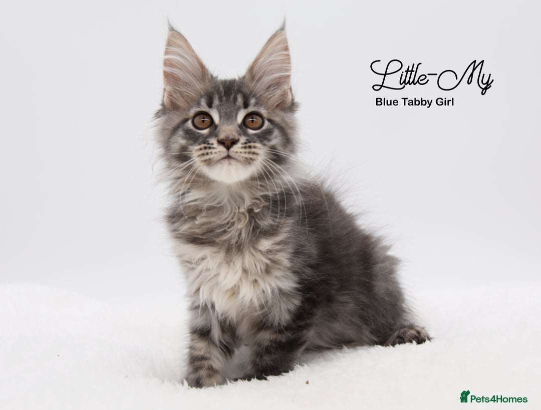 Maine Coon cats for sale: Stunning Mainecoon Kittens  - Image 5