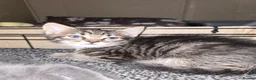 Mixed Breed cats for sale: 2 boy Kittens in Mexborough - Advert 2