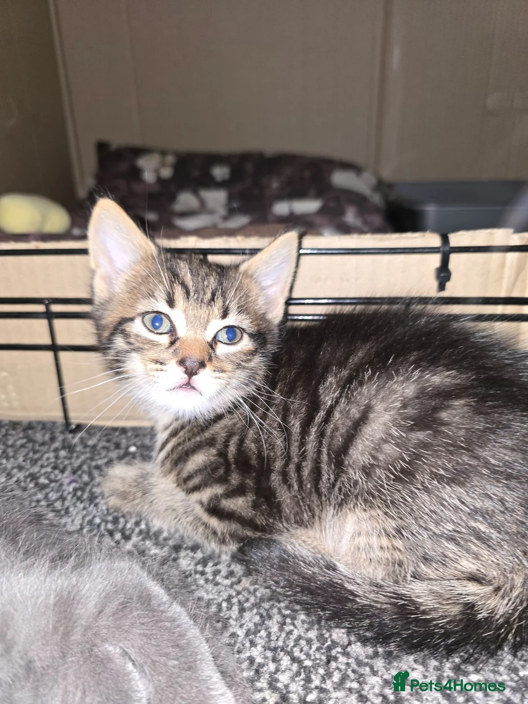 Mixed Breed cats for sale: 2 boy Kittens in Mexborough - Advert 2