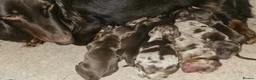 Miniature Dachshund dogs for stud: Chocolate & Tan Dapple Long Haired Mini Dachshund - Advert 8
