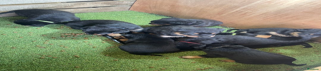 Rottweiler Puppy 7
