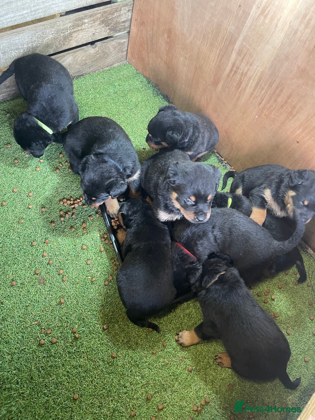 Rottweiler dogs for sale: Rotty/rottweiler puppies - Image 9