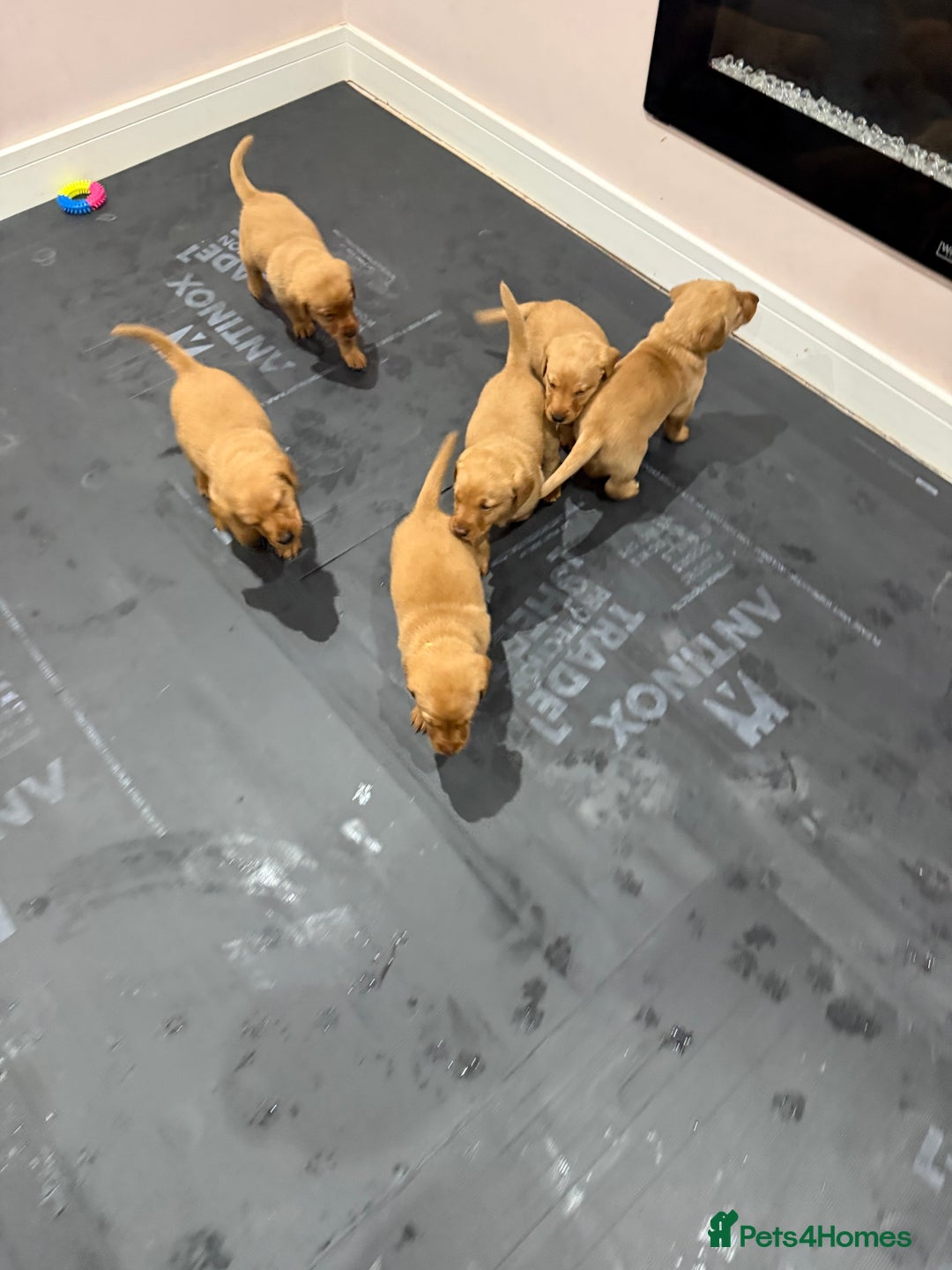 Labrador Retriever dogs for sale: 6 stunning fox red Labrador puppies  - Advert 8