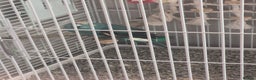 Parakeets birds for sale: Kakariki with cage on wheels - Advert 3