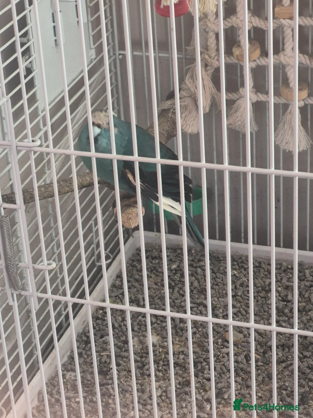 Parakeets birds for sale: Kakariki with cage on wheels - Advert 3