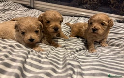 Maltipoo dogs for sale: Beautiful Maltipoo puppies for sale - Image 1