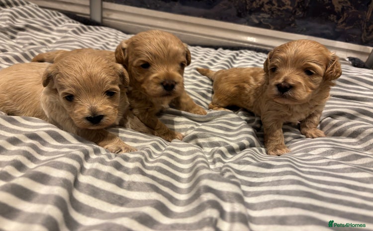 Maltipoo dogs - Advert 5