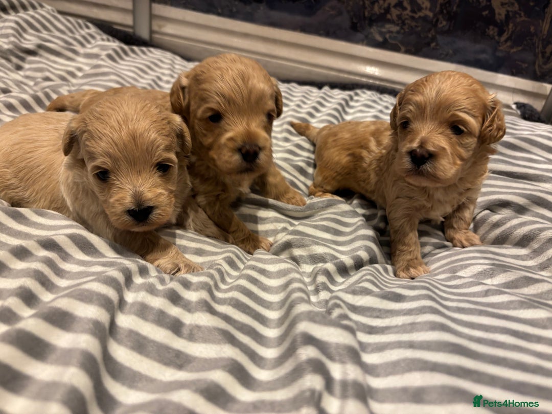 Maltipoo dogs for sale: Beautiful Maltipoo puppies for sale - Image 1