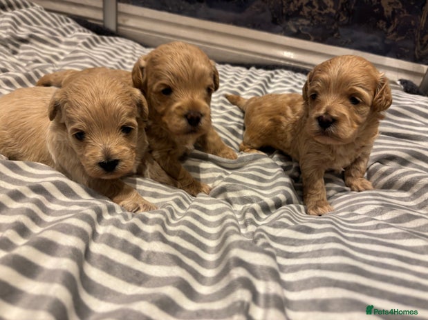 Maltipoo dogs - Advert 16