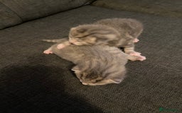 British Shorthair cats for sale: Grey British short hair kittens  - Image 2