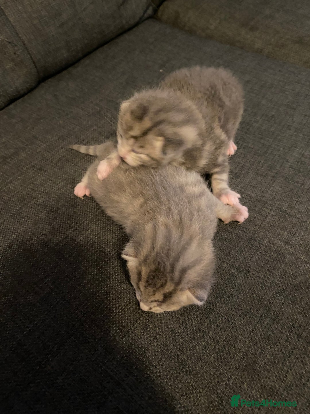 British Shorthair cats for sale: Grey British short hair kittens  - Image 2