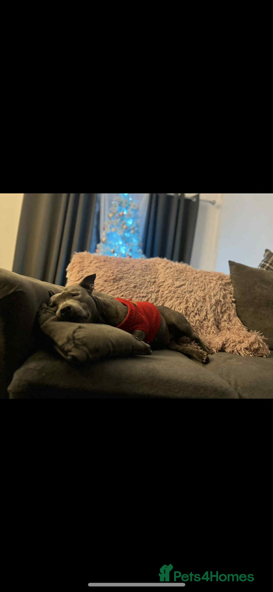Mixed Breed dogs for sale: Staff babygirl - Aged 5  - Image 4