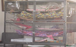 Rat rodents for sale: 4 female rats with cage - Image 1