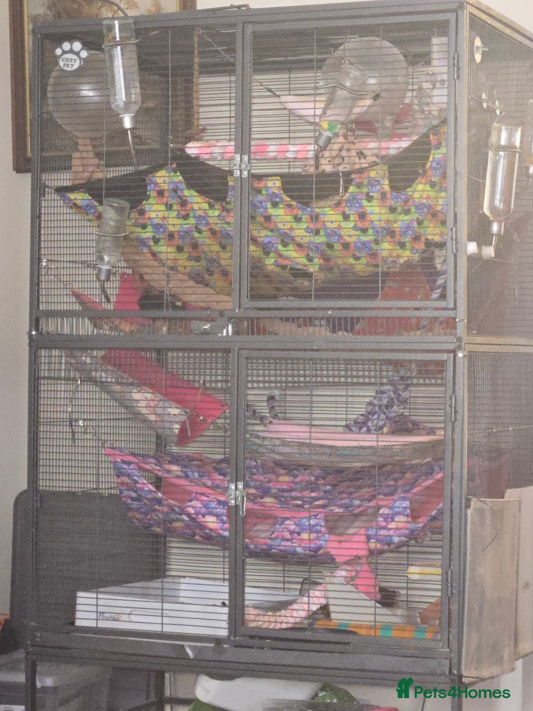 Rat rodents for sale: 4 female rats with cage - Image 1