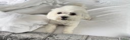 Bichon Frise dogs for sale: Puppy for sale  - Advert 2