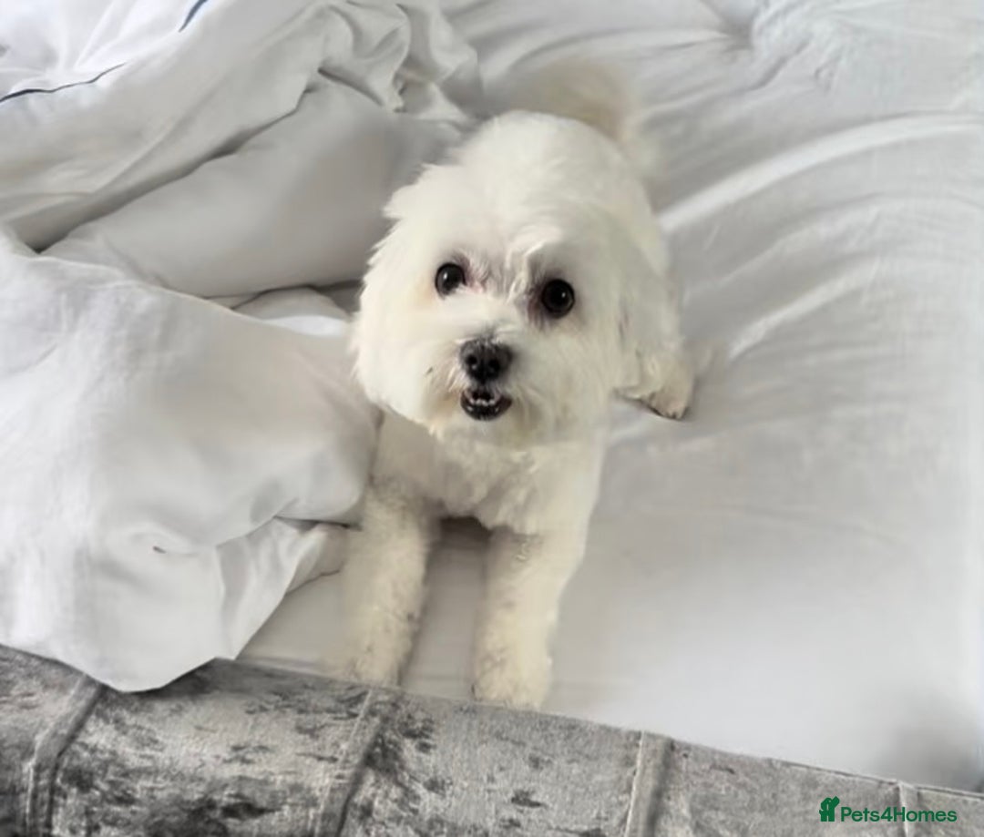 Bichon Frise dogs for sale: Puppy for sale  - Advert 2