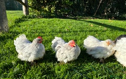 Chickens poultry for sale: Trio of bantams  - Image 3