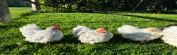 Chickens poultry for sale: Pekin bantams hens and cockerels  - Advert 3