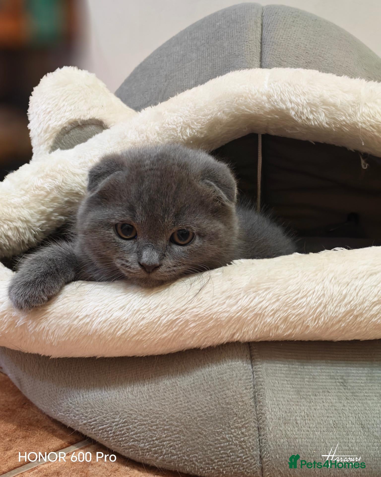 Scottish Fold cats Scottish fold kittens - Advert 9