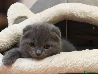 Scottish Fold cats Scottish fold kittens - Advert 6