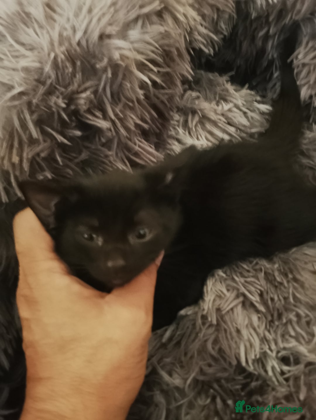 Mixed Breed cats for sale: So Cute and Beautiful Kittens  - Image 7