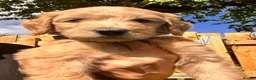 Australian Labradoodle dogs for sale: Super Top Quality Medium Australian Labradoodles - Advert 20