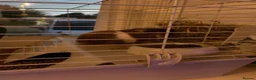 Guinea Pig rodents for sale: Dexter and Dante - Advert 6