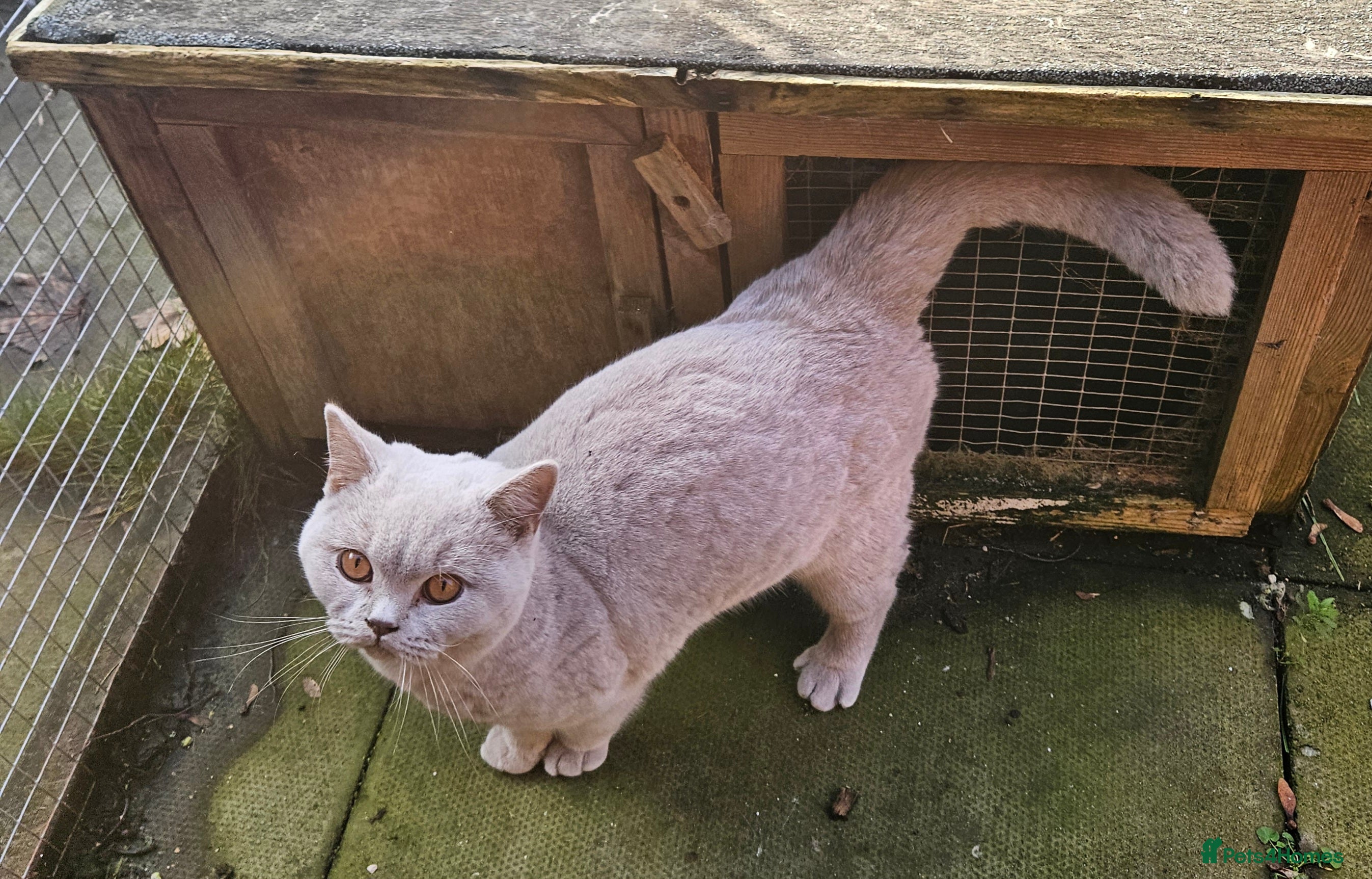 British Shorthair cats British Shorthair Boy Available  - Advert 11