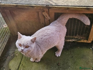 British Shorthair cats British Shorthair Boy Available - Advert 11