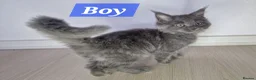 Maine Coon cats for sale: 3 maine coon kittens ready in Bury - Advert 28