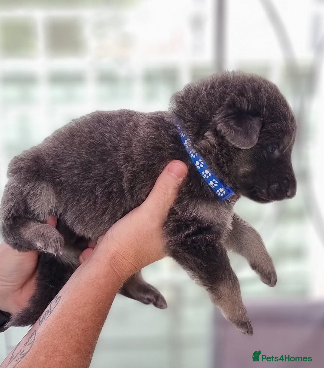 German Shepherd dogs for sale:  kc,health tested straight back german shepherd - Image 15