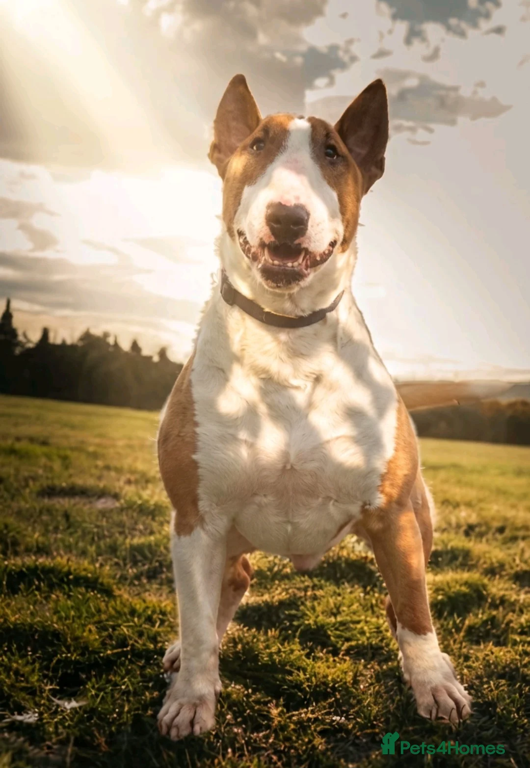 English Bull Terrier dogs for stud: Bull terrier at stud  fully health tested  - Advert 2