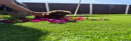 Shih Tzu dogs for sale: 2 beautiful shih poo puppies - Advert 7