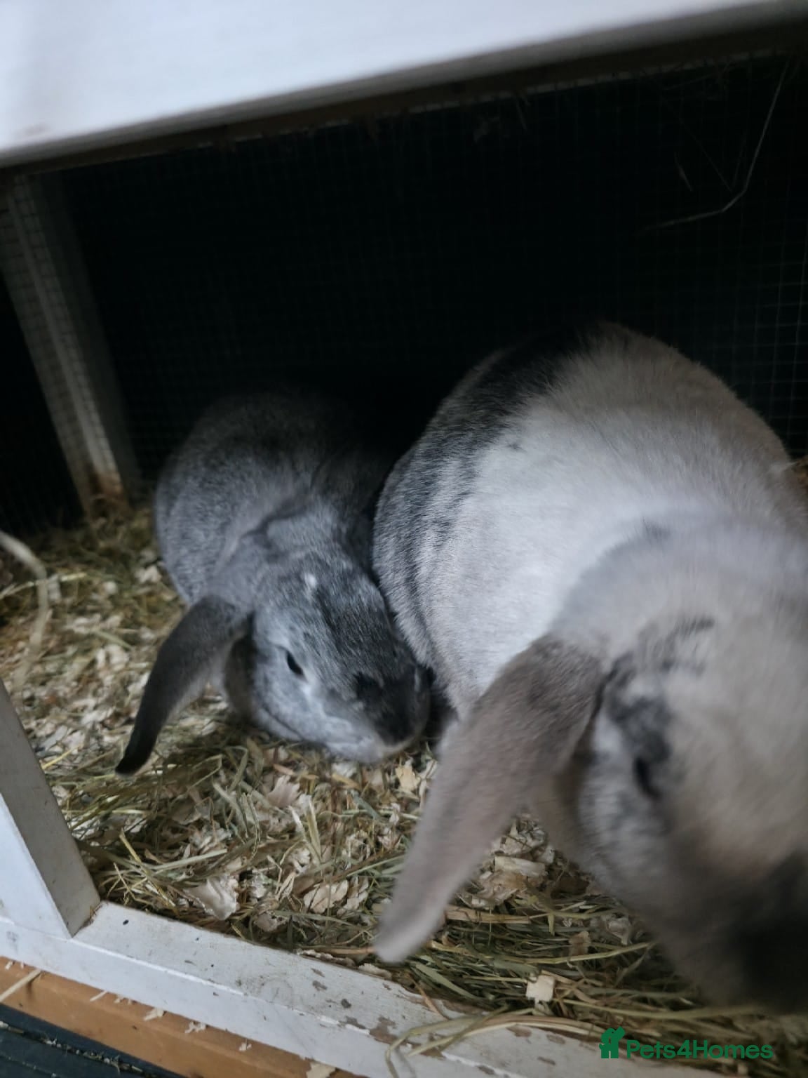French Lop rabbits 2 beautiful friendly french lop bunnys - Advert 12