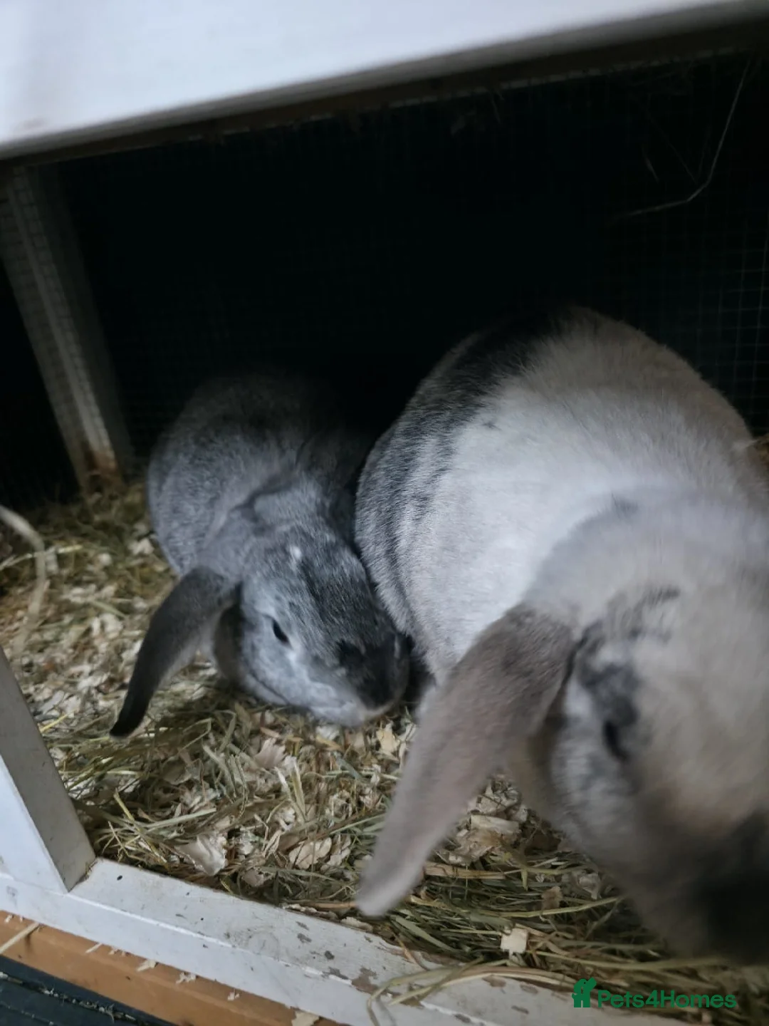 French Lop rabbits for sale: 2 beautiful friendly french lop bunnys in Chester - Advert 1