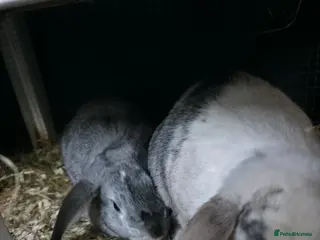 French Lop rabbits 2 beautiful friendly french lop bunnys - Advert 12