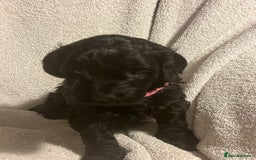 Cockapoo dogs for sale: Adorable Cockapoo puppies  - Image 5