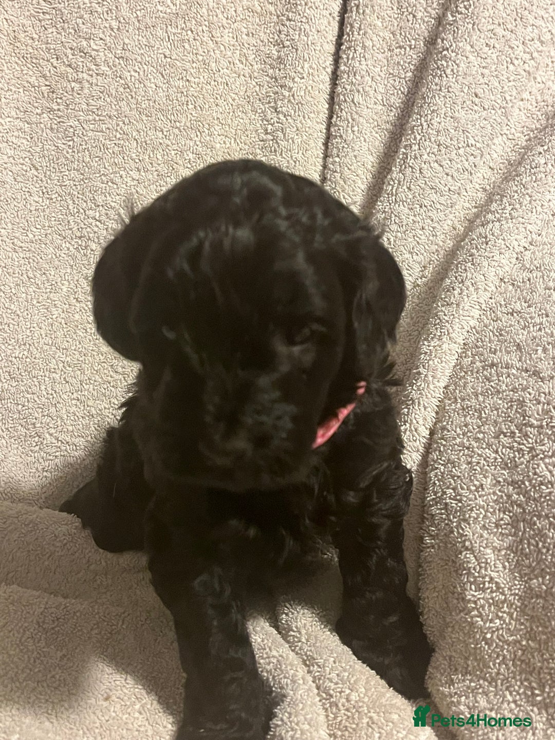 Cockapoo dogs for sale: Adorable Cockapoo puppies  - Image 5