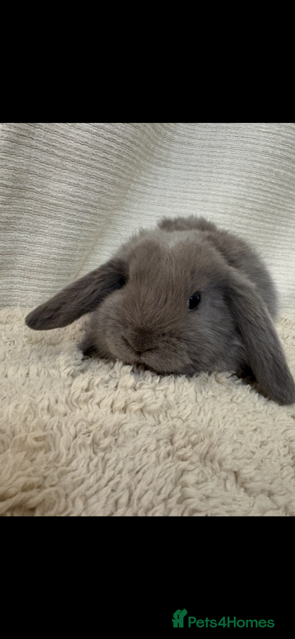 Mini Lop rabbits  New litter of mini lops just added  - Advert 1