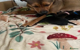 Mixed Breed dogs for sale: Staffy X puppies - Advert 1