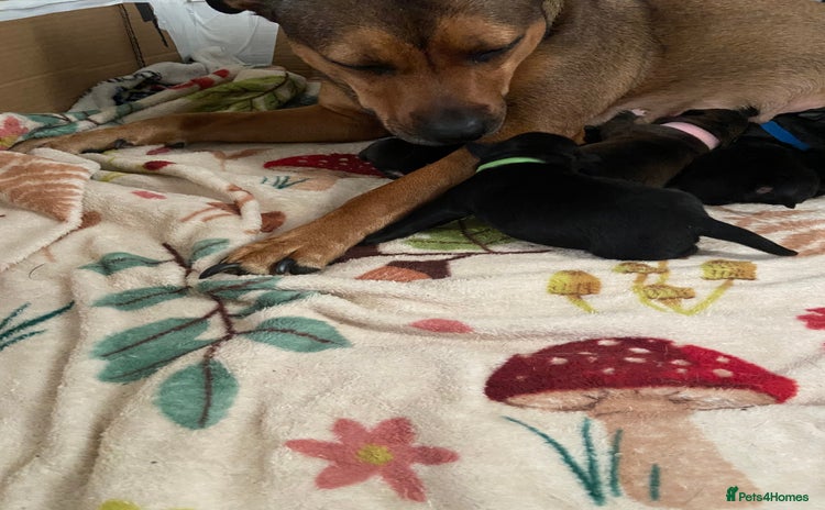 Mixed Breed dogs Staffy X puppies - Advert 1