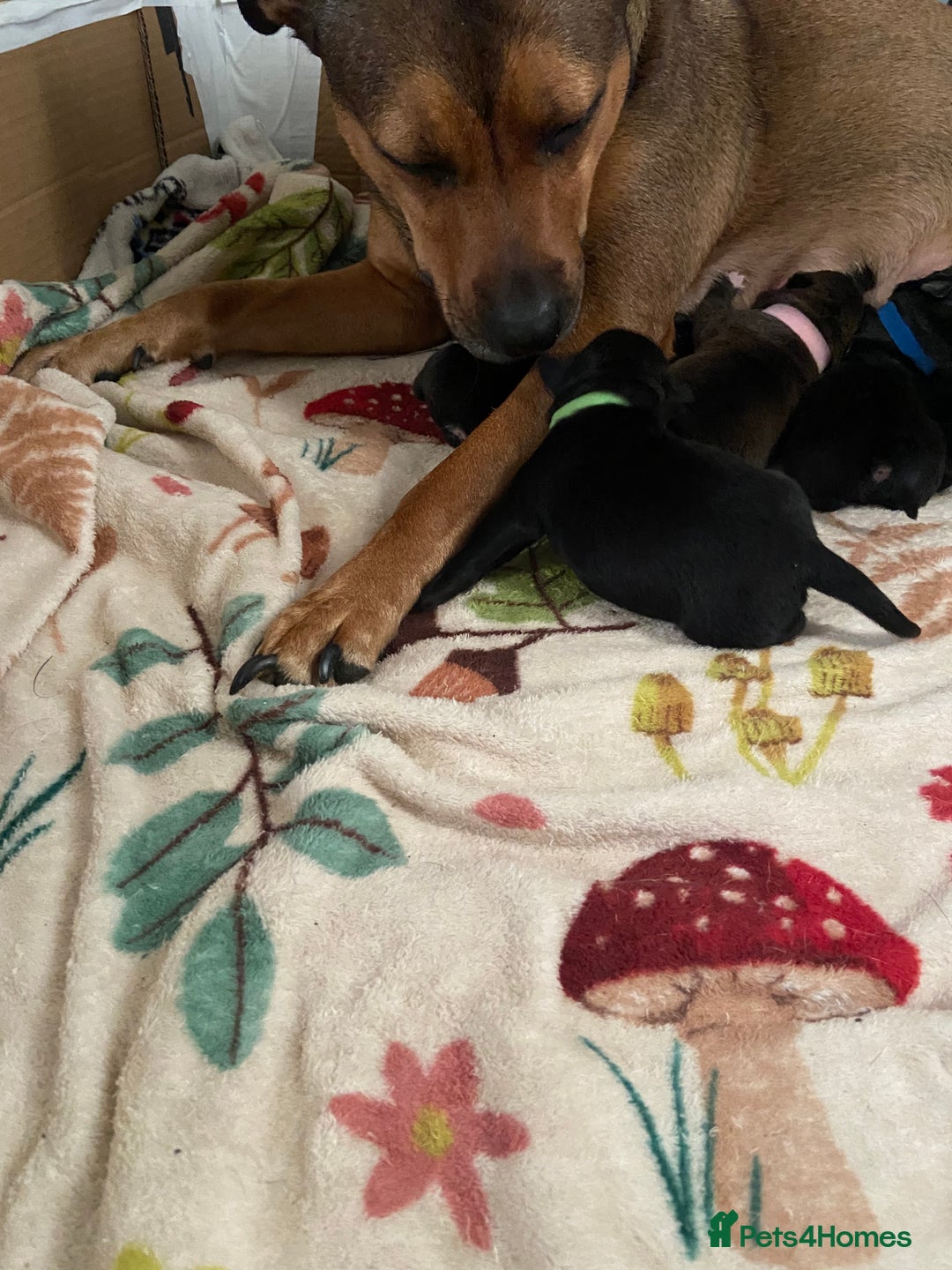 Mixed Breed dogs for sale: Staffy X puppies - Advert 1